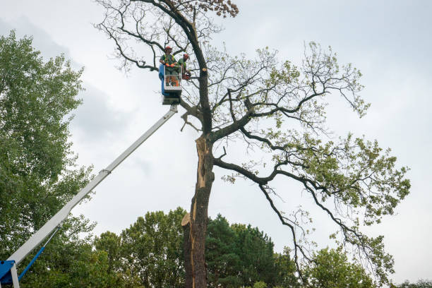 Best Stump Grinding and Removal  in Evansville, IN