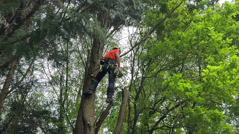 Best Tree Mulching  in Evansville, IN
