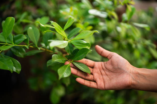 Best Pest Control for Lawns  in Evansville, IN