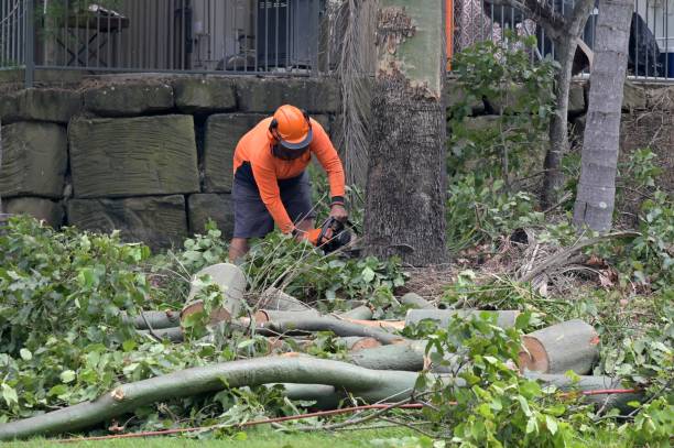 Trusted Evansville, IN Tree Services Experts