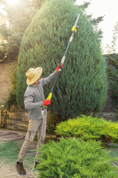 How Our Tree Care Process Works  in  Evansville, IN
