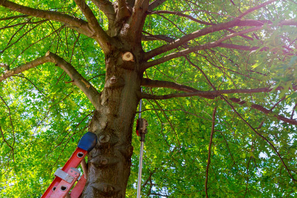 Best Tree and Shrub Care  in Evansville, IN